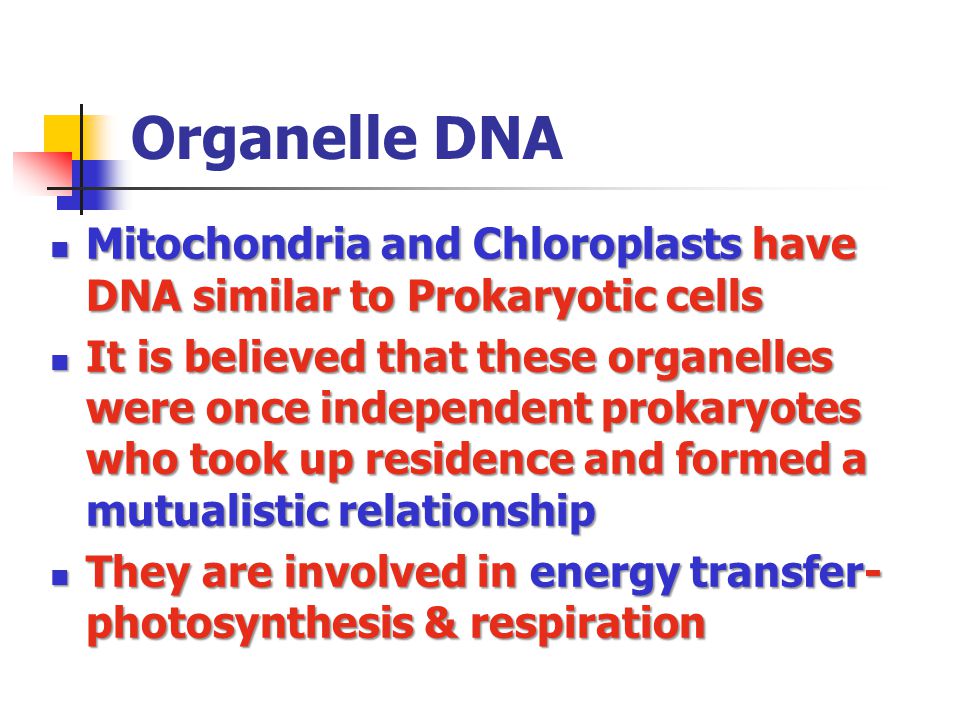 Mitochondria genome inheritance and features